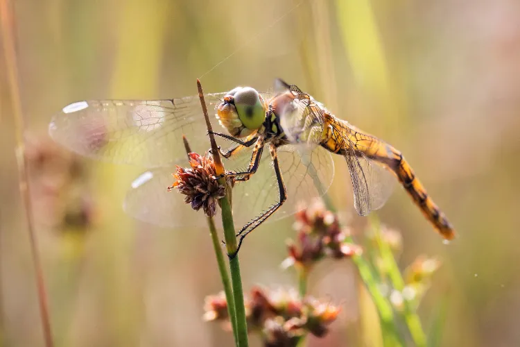 comment attirer les libellules au jardin