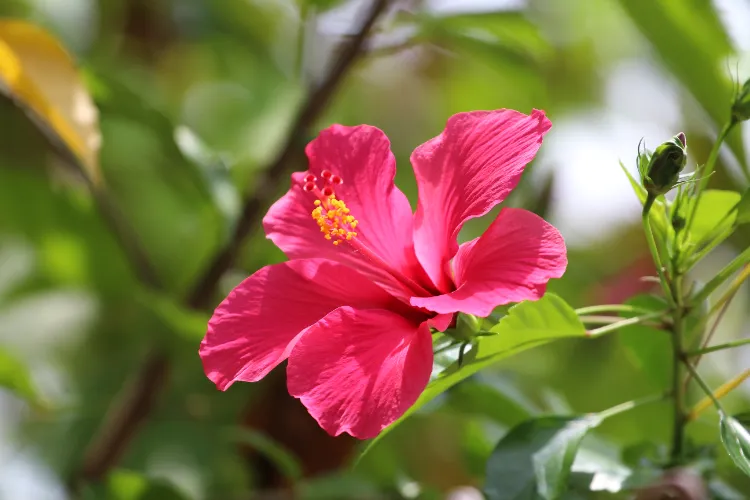 comment bouturer hibiscus des marais