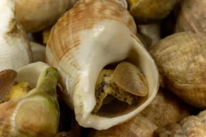 comment consommer le bulot