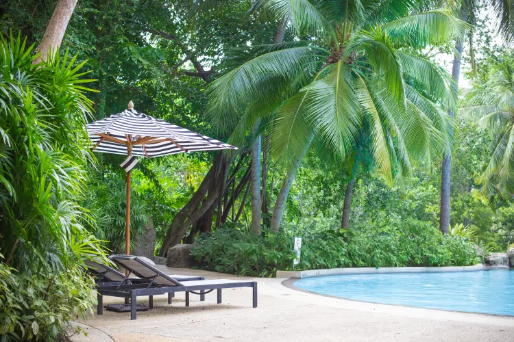 comment créer une ambiance tropicale autour de la piscine en été 