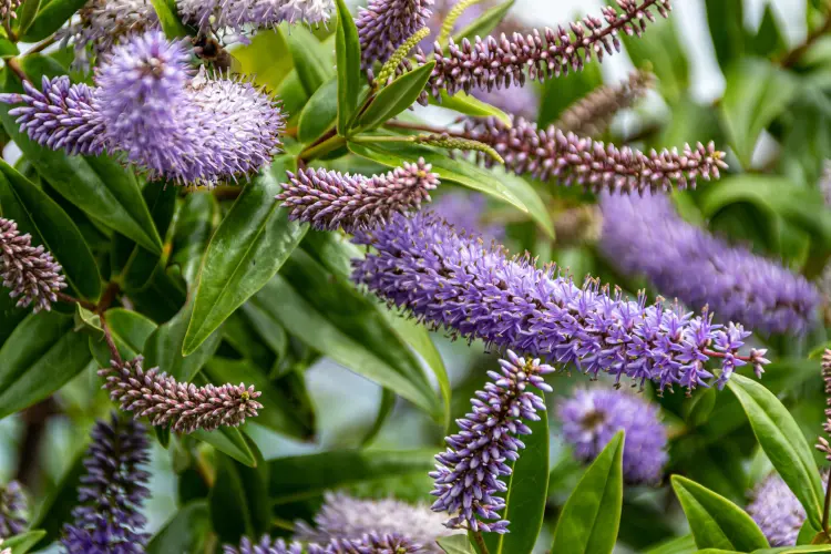 comment cultiver le buddleia nain dans le jardin 