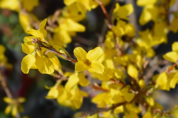 comment cultiver le forsythia nain 