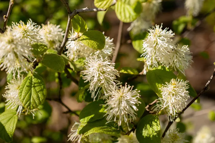 comment cultiver le fothergilla nain dans un petit jardin 