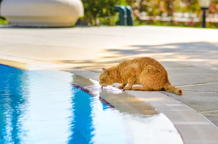 comment empêcher un chat de boire l'eau de piscine