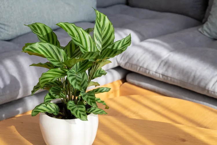 comment entretenir le calathea