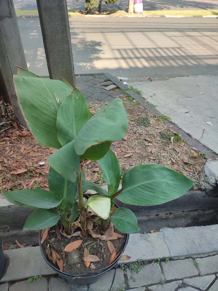 comment entretenir le canna indica en hiver quelle température 