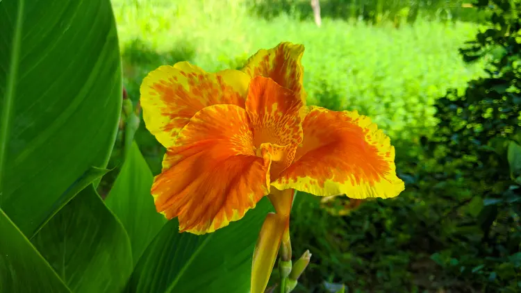 comment entretenir un canna indica proprement 