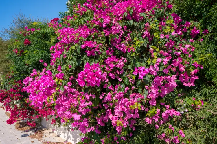 comment prendre soin d'un bougainvillier pour le faire fleurir 