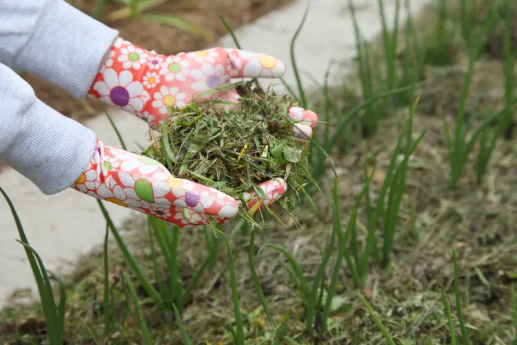 comment protéger le jardin de la chaleur nadzeya 