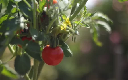 comment s'occuper des tomates en juillet