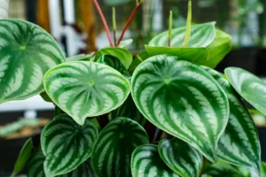 comment s'occuper d'un peperomia