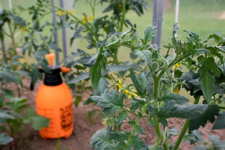 comment traiter les tomates naturellement natallia 