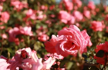 comment utiliser les pétales de roses à la maison f.ield of vision shutterstock