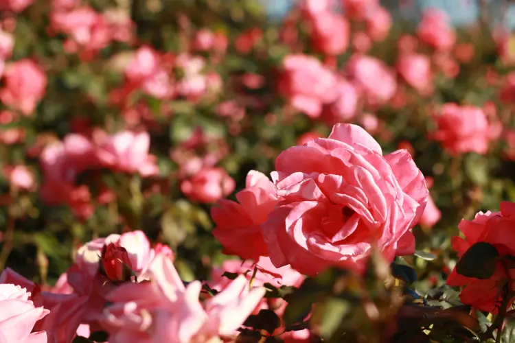 comment utiliser les pétales de roses à la maison f.ield of vision shutterstock