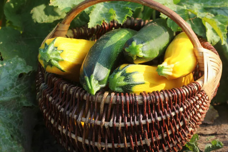 courgette verte devient jaune après la cueillette