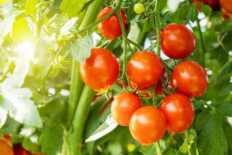 entretien des tomates en été 2024