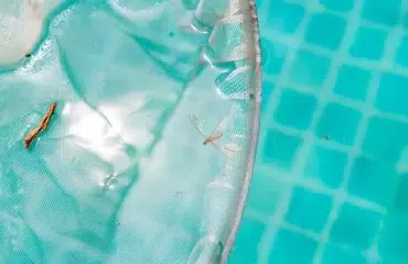 insectes qui nagent dans la piscine