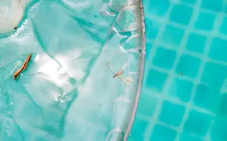 insectes qui nagent dans la piscine