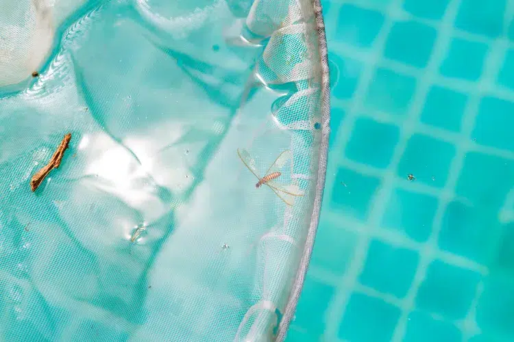 insectes qui nagent dans la piscine