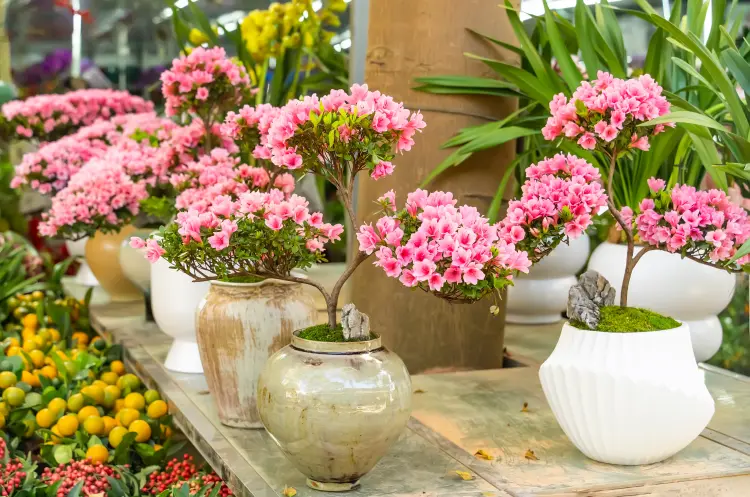 les azalées naines sont parfaites pour les bordures de jardin 