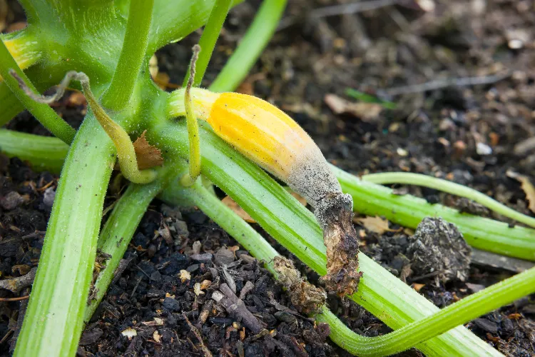 maladie des courgettes 2024