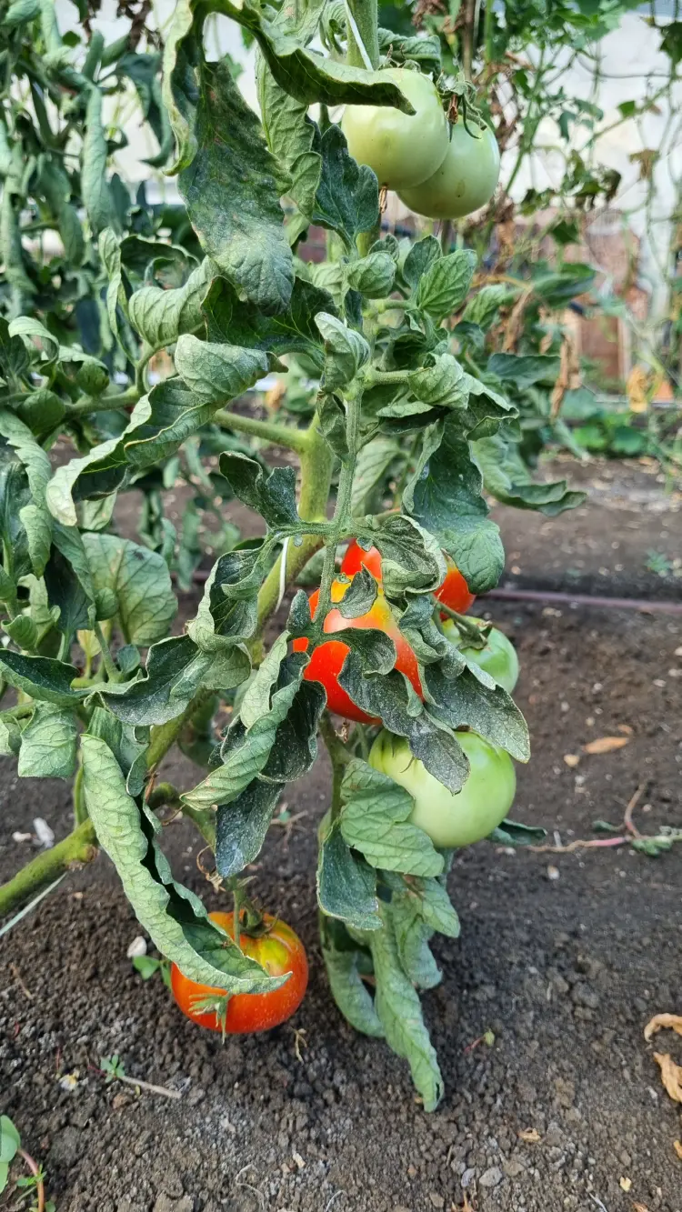 maladie fongique de la tomate comment la traiter