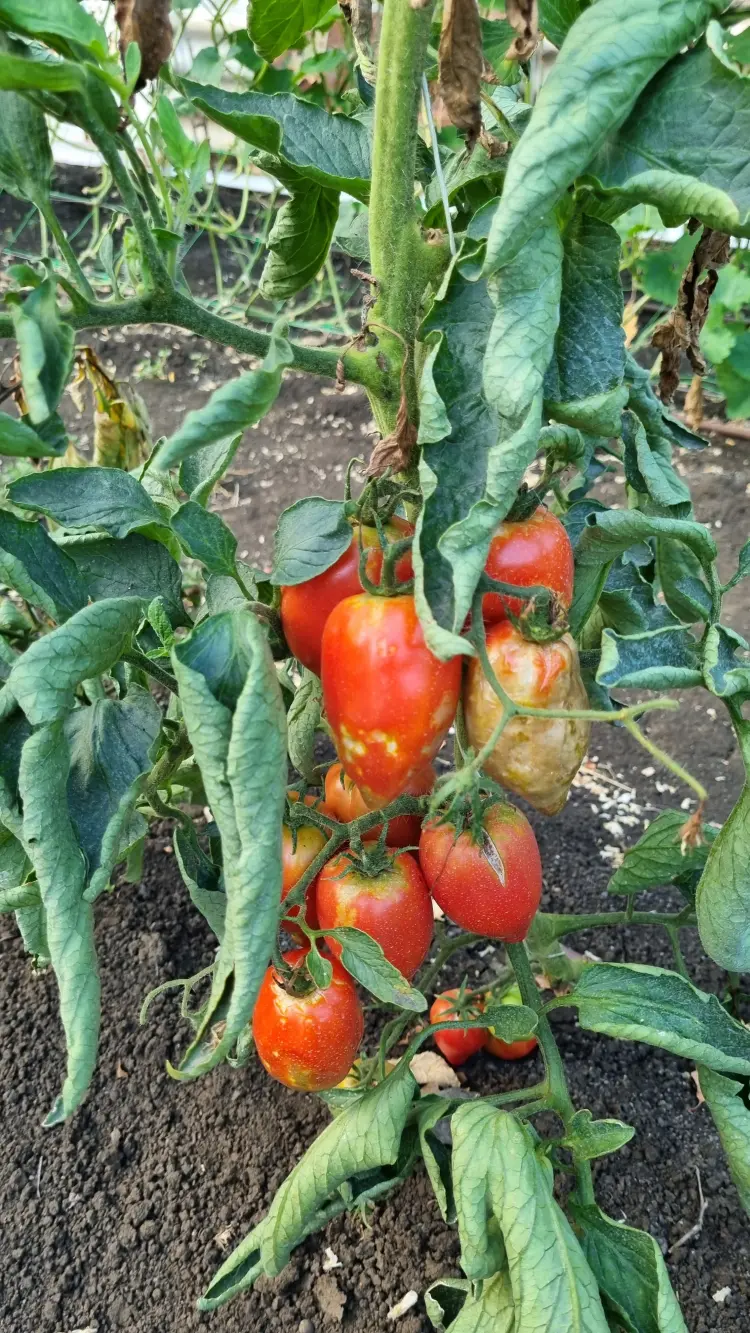 maladie fongique de la tomate que faire 