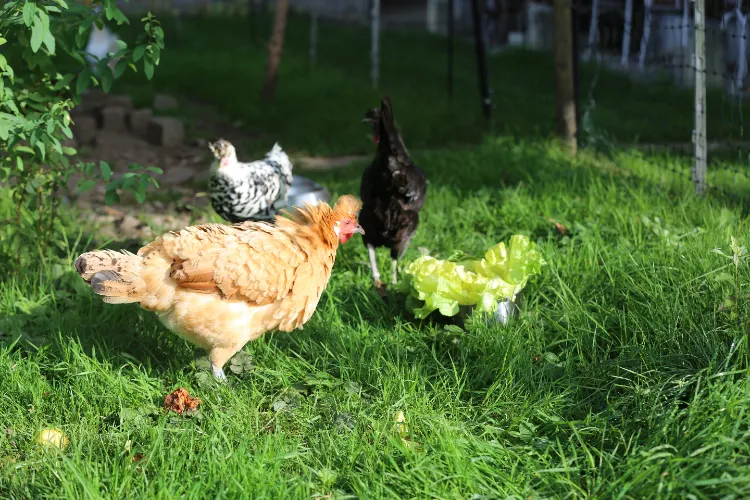 peut on donner de la salade aux poules