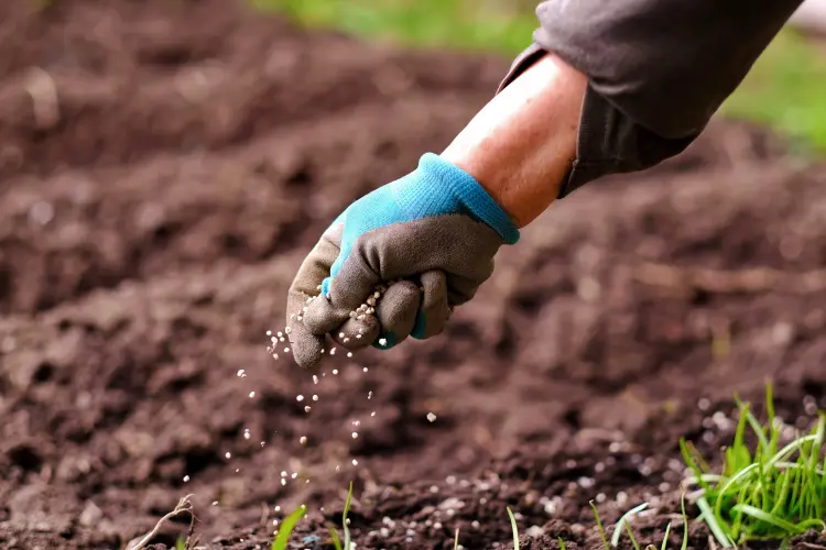 peut on fertiliser les plantes quand il fait trop chaud 