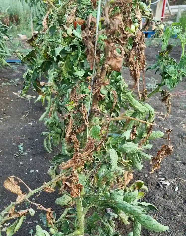 plante de tomates brulée par le soleil pendant la canicule