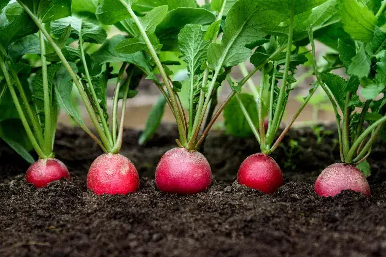 planter des radis en août