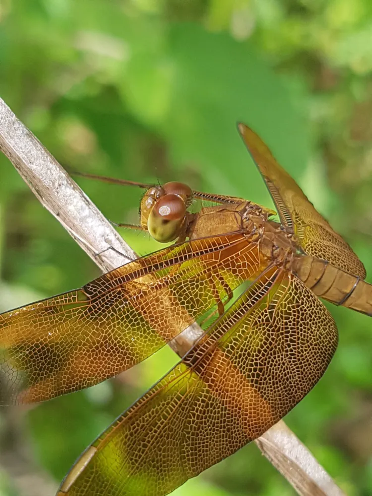 pourquoi les attirer au jardin