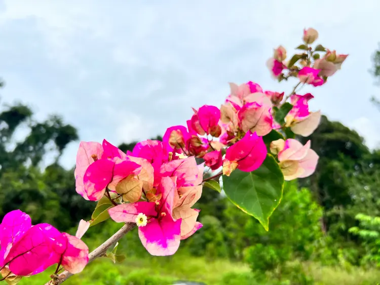 pourquoi les fleurs de mon bougainvillier perdent elles leurs couleurs 