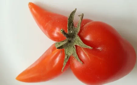 pourquoi les tomates se déforment