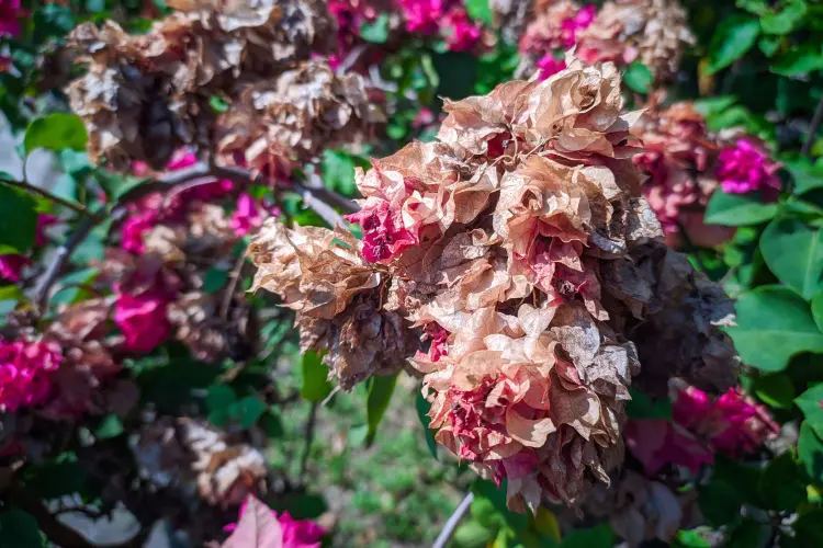 pourquoi mon bougainvillier perd il sa couleur 