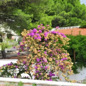 pourquoi mon bougainvillier perd il sa couleur que faire noer cungkring shutterstock