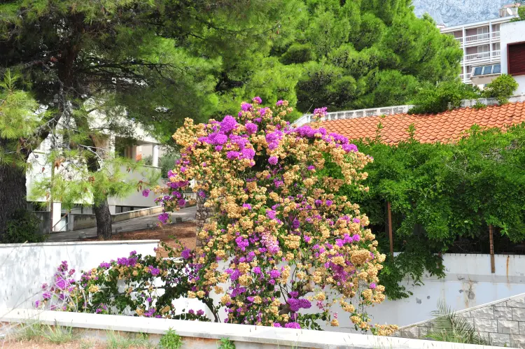 pourquoi mon bougainvillier perd il sa couleur que faire noer cungkring shutterstock