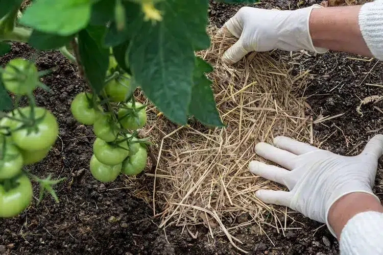 protéger les tomates du soleil avec du paillage