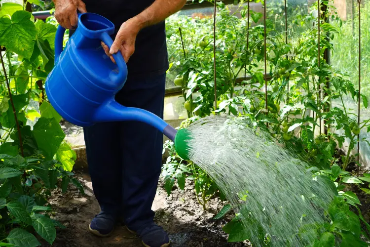 quand arroser les plantes quand il fait chaud 