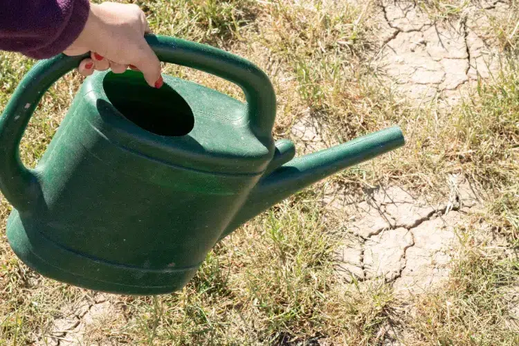 que faire au jardin pendant la canicule