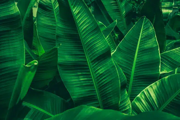 quel est le meilleur endroit pour planter un bananier