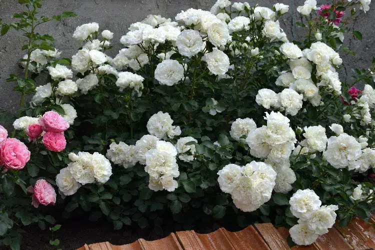 quelles variétés de rosiers couvre sol