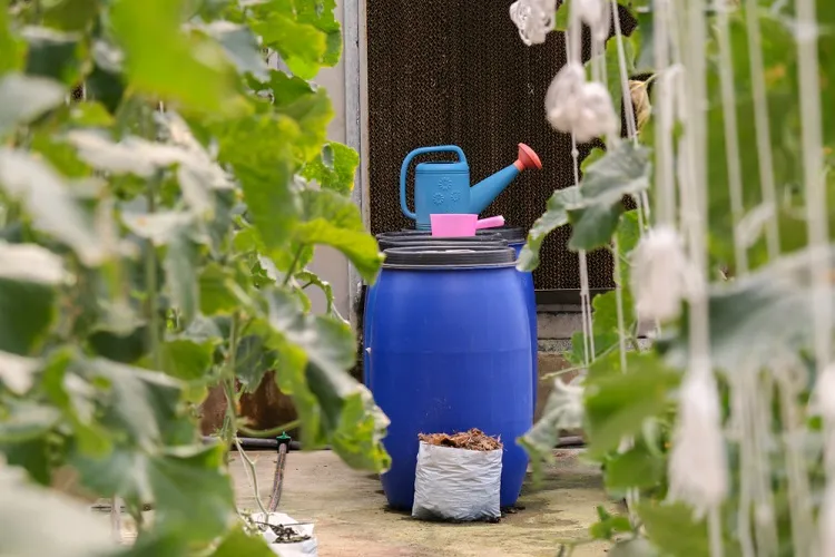 quels engrais utiliser pour les melons