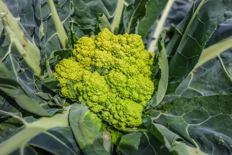 quels sont les légumes d'hiver à planter en août