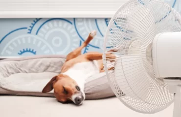 rafraîchir un chien en période de canicule