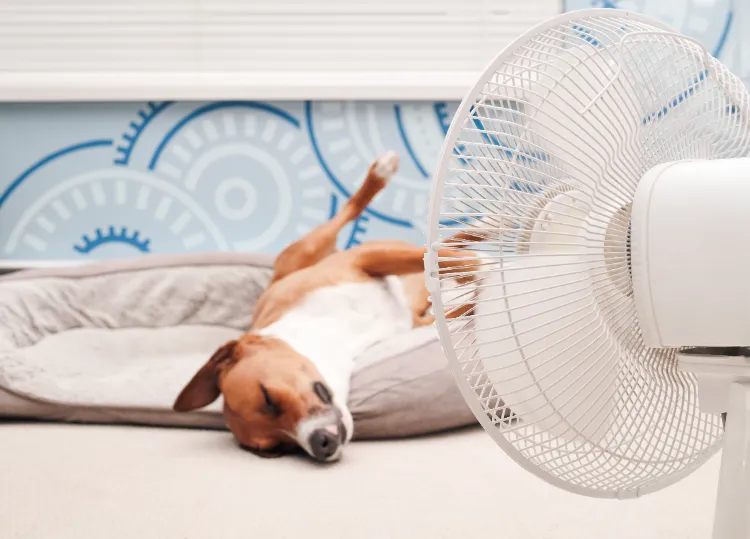 rafraîchir un chien en période de canicule