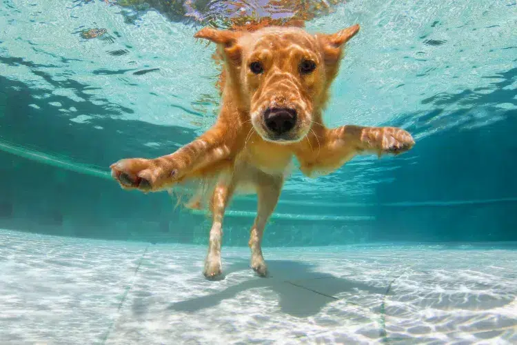 solutions contre la canicule pour le chien