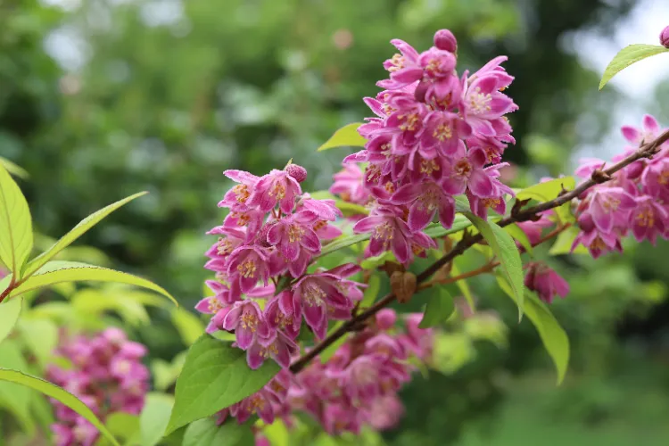 tailler le deutzia en juillet