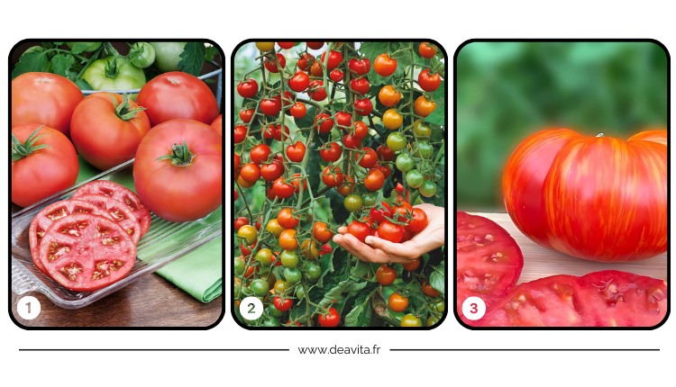 variétés de tomates les plus résistantes aux températures élevées et à la brûlure