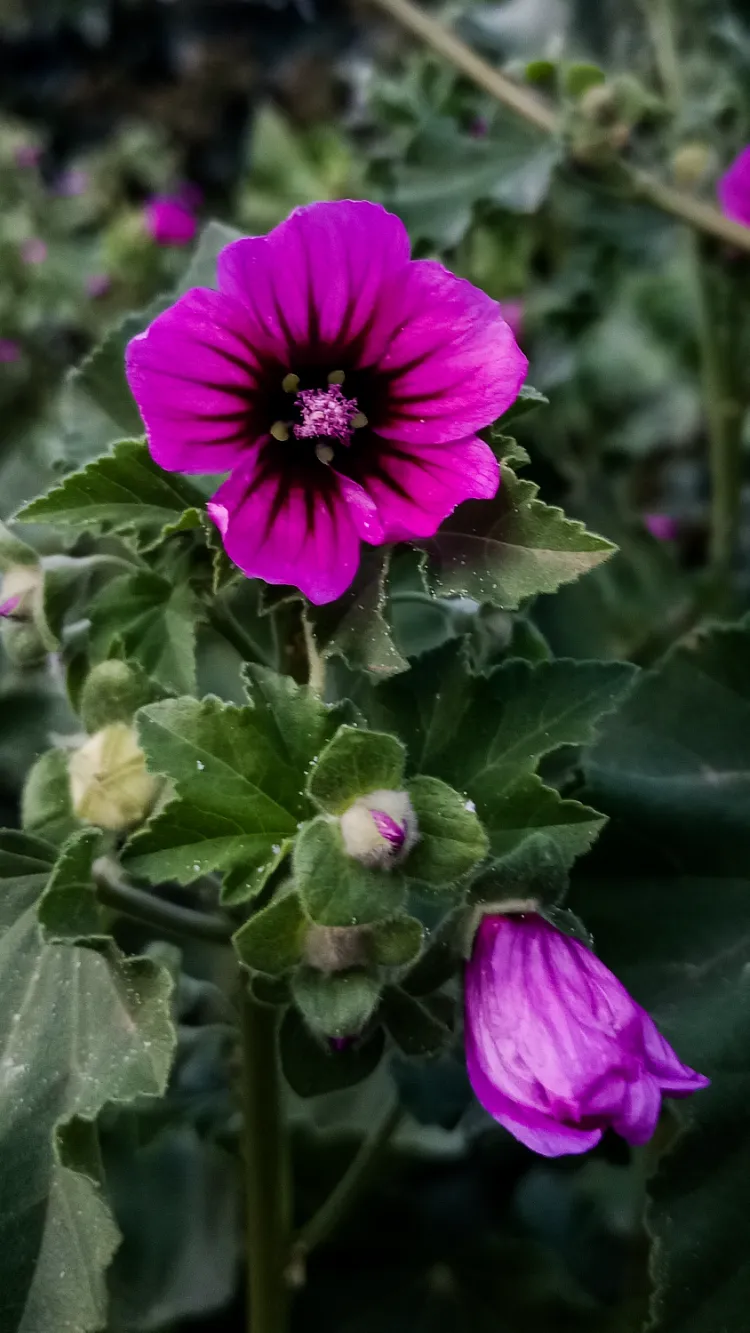 variétés hibiscus 2024